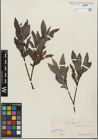 Foto von Salix glabra Scop.